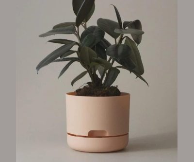 Self-Watering Indoor Planter